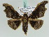  ( - BC ZSM Lep 39227)  @11 [ ] CreativeCommons - Attribution Non-Commercial Share-Alike (2010) Axel Hausmann/Bavarian State Collection of Zoology (ZSM) SNSB, Zoologische Staatssammlung Muenchen