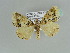  ( - BC ZSM Lep 39235)  @12 [ ] CreativeCommons - Attribution Non-Commercial Share-Alike (2010) Axel Hausmann/Bavarian State Collection of Zoology (ZSM) SNSB, Zoologische Staatssammlung Muenchen