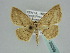  ( - BC ZSM Lep 39269)  @11 [ ] CreativeCommons - Attribution Non-Commercial Share-Alike (2010) Axel Hausmann/Bavarian State Collection of Zoology (ZSM) SNSB, Zoologische Staatssammlung Muenchen