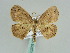  ( - BC ZSM Lep 39270)  @11 [ ] CreativeCommons - Attribution Non-Commercial Share-Alike (2010) Axel Hausmann/Bavarian State Collection of Zoology (ZSM) SNSB, Zoologische Staatssammlung Muenchen