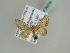  (Idaea AH02Ke - BC ZSM Lep 39276)  @11 [ ] CreativeCommons - Attribution Non-Commercial Share-Alike (2010) Axel Hausmann/Bavarian State Collection of Zoology (ZSM) SNSB, Zoologische Staatssammlung Muenchen