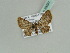  (Gymnoscelis AH01Ke - BC ZSM Lep 39281)  @11 [ ] CreativeCommons - Attribution Non-Commercial Share-Alike (2010) Axel Hausmann/Bavarian State Collection of Zoology (ZSM) SNSB, Zoologische Staatssammlung Muenchen