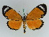  (Aletis AH01Ke - BC ZSM Lep 39285)  @11 [ ] CreativeCommons - Attribution Non-Commercial Share-Alike (2010) Axel Hausmann/Bavarian State Collection of Zoology (ZSM) SNSB, Zoologische Staatssammlung Muenchen