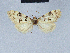  (Nola ronkayorum1 - BC ZSM Lep 41568)  @11 [ ] CreativeCommons - Attribution Non-Commercial Share-Alike (2010) Axel Hausmann/Bavarian State Collection of Zoology (ZSM) SNSB, Zoologische Staatssammlung Muenchen