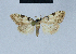  (Nola ronkayorum2 - BC ZSM Lep 41569)  @11 [ ] CreativeCommons - Attribution Non-Commercial Share-Alike (2010) Axel Hausmann/Bavarian State Collection of Zoology (ZSM) SNSB, Zoologische Staatssammlung Muenchen