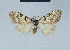  (Nola ronkayorum3 - BC ZSM Lep 41570)  @11 [ ] CreativeCommons - Attribution Non-Commercial Share-Alike (2010) Axel Hausmann/Bavarian State Collection of Zoology (ZSM) SNSB, Zoologische Staatssammlung Muenchen