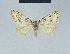  (Nola cadiz1 - BC ZSM Lep 41577)  @11 [ ] CreativeCommons - Attribution Non-Commercial Share-Alike (2010) Axel Hausmann/Bavarian State Collection of Zoology (ZSM) SNSB, Zoologische Staatssammlung Muenchen
