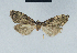  (Meganola coffeana - BC ZSM Lep 41580)  @12 [ ] CreativeCommons - Attribution Non-Commercial Share-Alike (2010) Axel Hausmann/Bavarian State Collection of Zoology (ZSM) SNSB, Zoologische Staatssammlung Muenchen