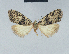  (Nola tanz2 - BC ZSM Lep 41581)  @11 [ ] CreativeCommons - Attribution Non-Commercial Share-Alike (2010) Axel Hausmann/Bavarian State Collection of Zoology (ZSM) SNSB, Zoologische Staatssammlung Muenchen