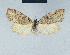  (Nola balealpina - BC ZSM Lep 41582)  @13 [ ] CreativeCommons - Attribution Non-Commercial Share-Alike (2010) Axel Hausmann/Bavarian State Collection of Zoology (ZSM) SNSB, Zoologische Staatssammlung Muenchen