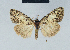  (Nola strigula - BC ZSM Lep 41586)  @11 [ ] CreativeCommons - Attribution Non-Commercial Share-Alike (2010) Axel Hausmann/Bavarian State Collection of Zoology (ZSM) SNSB, Zoologische Staatssammlung Muenchen