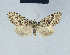  ( - BC ZSM Lep 41589)  @11 [ ] CreativeCommons - Attribution Non-Commercial Share-Alike (2010) Axel Hausmann/Bavarian State Collection of Zoology (ZSM) SNSB, Zoologische Staatssammlung Muenchen