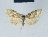  ( - BC ZSM Lep 41590)  @11 [ ] CreativeCommons - Attribution Non-Commercial Share-Alike (2010) Axel Hausmann/Bavarian State Collection of Zoology (ZSM) SNSB, Zoologische Staatssammlung Muenchen