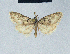  ( - BC ZSM Lep 41591)  @11 [ ] CreativeCommons - Attribution Non-Commercial Share-Alike (2010) Axel Hausmann/Bavarian State Collection of Zoology (ZSM) SNSB, Zoologische Staatssammlung Muenchen
