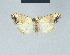  (Nola chlamytulalis - BC ZSM Lep 41592)  @11 [ ] CreativeCommons - Attribution Non-Commercial Share-Alike (2010) Axel Hausmann/Bavarian State Collection of Zoology (ZSM) SNSB, Zoologische Staatssammlung Muenchen