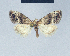  (Nola subchlamytula - BC ZSM Lep 41594)  @11 [ ] CreativeCommons - Attribution Non-Commercial Share-Alike (2010) Axel Hausmann/Bavarian State Collection of Zoology (ZSM) SNSB, Zoologische Staatssammlung Muenchen
