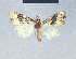  ( - BC ZSM Lep 41599)  @11 [ ] CreativeCommons - Attribution Non-Commercial Share-Alike (2010) Axel Hausmann/Bavarian State Collection of Zoology (ZSM) SNSB, Zoologische Staatssammlung Muenchen