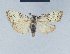  ( - BC ZSM Lep 41600)  @12 [ ] CreativeCommons - Attribution Non-Commercial Share-Alike (2010) Axel Hausmann/Bavarian State Collection of Zoology (ZSM) SNSB, Zoologische Staatssammlung Muenchen