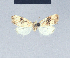  ( - BC ZSM Lep 41601)  @12 [ ] CreativeCommons - Attribution Non-Commercial Share-Alike (2010) Axel Hausmann/Bavarian State Collection of Zoology (ZSM) SNSB, Zoologische Staatssammlung Muenchen