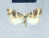  ( - BC ZSM Lep 41602)  @11 [ ] CreativeCommons - Attribution Non-Commercial Share-Alike (2010) Axel Hausmann/Bavarian State Collection of Zoology (ZSM) SNSB, Zoologische Staatssammlung Muenchen