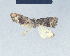  (Nola jinka - BC ZSM Lep 41603)  @12 [ ] CreativeCommons - Attribution Non-Commercial Share-Alike (2010) Axel Hausmann/Bavarian State Collection of Zoology (ZSM) SNSB, Zoologische Staatssammlung Muenchen