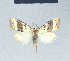  (Nola afrotaeniata - BC ZSM Lep 41604)  @12 [ ] CreativeCommons - Attribution Non-Commercial Share-Alike (2010) Axel Hausmann/Bavarian State Collection of Zoology (ZSM) SNSB, Zoologische Staatssammlung Muenchen