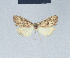  ( - BC ZSM Lep 41606)  @11 [ ] CreativeCommons - Attribution Non-Commercial Share-Alike (2010) Axel Hausmann/Bavarian State Collection of Zoology (ZSM) SNSB, Zoologische Staatssammlung Muenchen