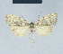  (Nola subiridescens - BC ZSM Lep 41607)  @14 [ ] CreativeCommons - Attribution Non-Commercial Share-Alike (2010) Axel Hausmann/Bavarian State Collection of Zoology (ZSM) SNSB, Zoologische Staatssammlung Muenchen