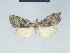  ( - BC ZSM Lep 41608)  @13 [ ] CreativeCommons - Attribution Non-Commercial Share-Alike (2010) Axel Hausmann/Bavarian State Collection of Zoology (ZSM) SNSB, Zoologische Staatssammlung Muenchen