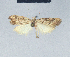  ( - BC ZSM Lep 41609)  @13 [ ] CreativeCommons - Attribution Non-Commercial Share-Alike (2010) Axel Hausmann/Bavarian State Collection of Zoology (ZSM) SNSB, Zoologische Staatssammlung Muenchen