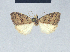  (Nola meridionalis - BC ZSM Lep 41610)  @12 [ ] CreativeCommons - Attribution Non-Commercial Share-Alike (2010) Axel Hausmann/Bavarian State Collection of Zoology (ZSM) SNSB, Zoologische Staatssammlung Muenchen