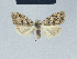  (Nola socotrensis - BC ZSM Lep 41614)  @14 [ ] CreativeCommons - Attribution Non-Commercial Share-Alike (2010) Axel Hausmann/Bavarian State Collection of Zoology (ZSM) SNSB, Zoologische Staatssammlung Muenchen