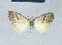  ( - BC ZSM Lep 41616)  @13 [ ] CreativeCommons - Attribution Non-Commercial Share-Alike (2010) Axel Hausmann/Bavarian State Collection of Zoology (ZSM) SNSB, Zoologische Staatssammlung Muenchen