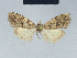  (Nola socotrensis2 - BC ZSM Lep 41622)  @11 [ ] CreativeCommons - Attribution Non-Commercial Share-Alike (2010) Axel Hausmann/Bavarian State Collection of Zoology (ZSM) SNSB, Zoologische Staatssammlung Muenchen
