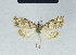  ( - BC ZSM Lep 41623)  @13 [ ] CreativeCommons - Attribution Non-Commercial Share-Alike (2010) Axel Hausmann/Bavarian State Collection of Zoology (ZSM) SNSB, Zoologische Staatssammlung Muenchen