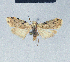  (Nola usambarae - BC ZSM Lep 41625)  @13 [ ] CreativeCommons - Attribution Non-Commercial Share-Alike (2010) Axel Hausmann/Bavarian State Collection of Zoology (ZSM) SNSB, Zoologische Staatssammlung Muenchen