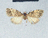  (Nola undulata1 - BC ZSM Lep 41631)  @11 [ ] CreativeCommons - Attribution Non-Commercial Share-Alike (2010) Axel Hausmann/Bavarian State Collection of Zoology (ZSM) SNSB, Zoologische Staatssammlung Muenchen