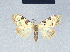  ( - BC ZSM Lep 41636)  @11 [ ] CreativeCommons - Attribution Non-Commercial Share-Alike (2010) Axel Hausmann/Bavarian State Collection of Zoology (ZSM) SNSB, Zoologische Staatssammlung Muenchen