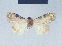  ( - BC ZSM Lep 41637)  @11 [ ] CreativeCommons - Attribution Non-Commercial Share-Alike (2010) Axel Hausmann/Bavarian State Collection of Zoology (ZSM) SNSB, Zoologische Staatssammlung Muenchen