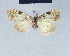  ( - BC ZSM Lep 41638)  @11 [ ] CreativeCommons - Attribution Non-Commercial Share-Alike (2010) Axel Hausmann/Bavarian State Collection of Zoology (ZSM) SNSB, Zoologische Staatssammlung Muenchen