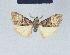  ( - BC ZSM Lep 41639)  @13 [ ] CreativeCommons - Attribution Non-Commercial Share-Alike (2010) Axel Hausmann/Bavarian State Collection of Zoology (ZSM) SNSB, Zoologische Staatssammlung Muenchen