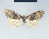  (Nola harithya - BC ZSM Lep 41640)  @11 [ ] CreativeCommons - Attribution Non-Commercial Share-Alike (2010) Axel Hausmann/Bavarian State Collection of Zoology (ZSM) SNSB, Zoologische Staatssammlung Muenchen