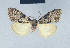  ( - BC ZSM Lep 41641)  @11 [ ] CreativeCommons - Attribution Non-Commercial Share-Alike (2010) Axel Hausmann/Bavarian State Collection of Zoology (ZSM) SNSB, Zoologische Staatssammlung Muenchen