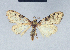  ( - BC ZSM Lep 41642)  @12 [ ] CreativeCommons - Attribution Non-Commercial Share-Alike (2010) Axel Hausmann/Bavarian State Collection of Zoology (ZSM) SNSB, Zoologische Staatssammlung Muenchen