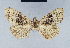  ( - BC ZSM Lep 41647)  @11 [ ] CreativeCommons - Attribution Non-Commercial Share-Alike (2010) Axel Hausmann/Bavarian State Collection of Zoology (ZSM) SNSB, Zoologische Staatssammlung Muenchen