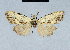  ( - BC ZSM Lep 41651)  @13 [ ] CreativeCommons - Attribution Non-Commercial Share-Alike (2010) Axel Hausmann/Bavarian State Collection of Zoology (ZSM) SNSB, Zoologische Staatssammlung Muenchen