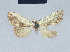  ( - BC ZSM Lep 41652)  @13 [ ] CreativeCommons - Attribution Non-Commercial Share-Alike (2010) Axel Hausmann/Bavarian State Collection of Zoology (ZSM) SNSB, Zoologische Staatssammlung Muenchen