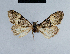  ( - BC ZSM Lep 41653)  @12 [ ] CreativeCommons - Attribution Non-Commercial Share-Alike (2010) Axel Hausmann/Bavarian State Collection of Zoology (ZSM) SNSB, Zoologische Staatssammlung Muenchen