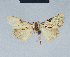  ( - BC ZSM Lep 41654)  @12 [ ] CreativeCommons - Attribution Non-Commercial Share-Alike (2010) Axel Hausmann/Bavarian State Collection of Zoology (ZSM) SNSB, Zoologische Staatssammlung Muenchen