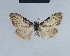  ( - BC ZSM Lep 41655)  @12 [ ] CreativeCommons - Attribution Non-Commercial Share-Alike (2010) Axel Hausmann/Bavarian State Collection of Zoology (ZSM) SNSB, Zoologische Staatssammlung Muenchen